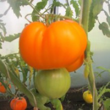 Редкие сорта томатов Золотой Гигант Дикси 